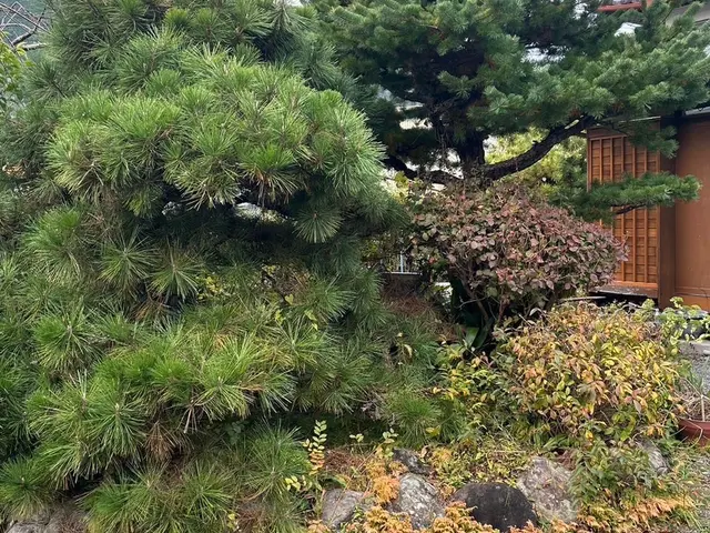 丁寧・迅速・リーズナブル！プロの庭木お手入れサービスの画像