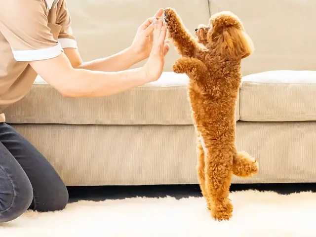 ペットシッター歴7年/獣医師、動物看護師在籍/連携病院有り/事前カウンセリングサービスの画像