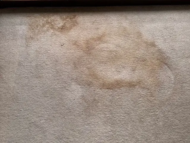 【カーペットクリーニング】飲食店や住宅の豊富な施工実績！将ちゃんにお任せ！サービスの画像