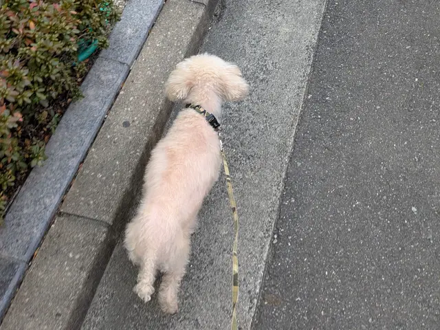 【初回お試し価格 実施中】女性店長が必ず対応◎ペットシッター専門の保険加入で安心サービスの画像