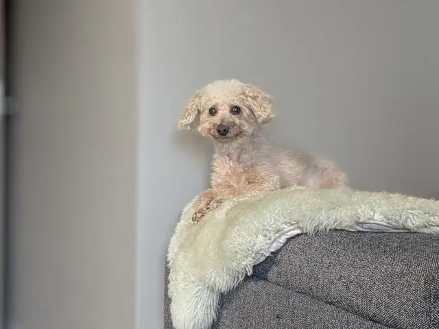 【初回お試し価格 実施中】女性店長が必ず対応◎ペットシッター専門の保険加入で安心サービスの画像