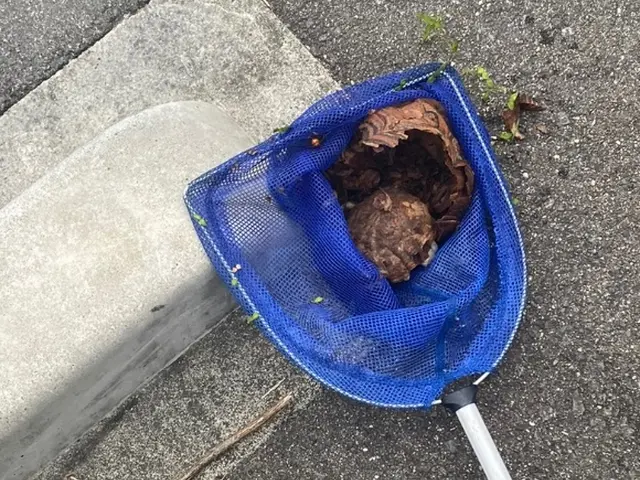 2025アシナガとスズメバチキャンペーン実施中！熟練の職人が対応します。サービスの画像