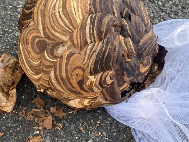 2025アシナガとスズメバチキャンペーン実施中！熟練の職人が対応します。サービスの画像