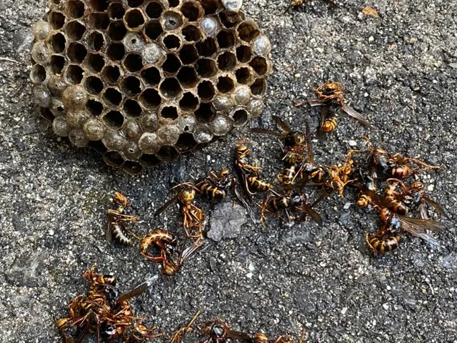 2025アシナガとスズメバチキャンペーン実施中！熟練の職人が対応します。サービスの画像