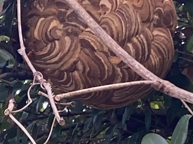 2025アシナガとスズメバチキャンペーン実施中！熟練の職人が対応します。サービスの画像