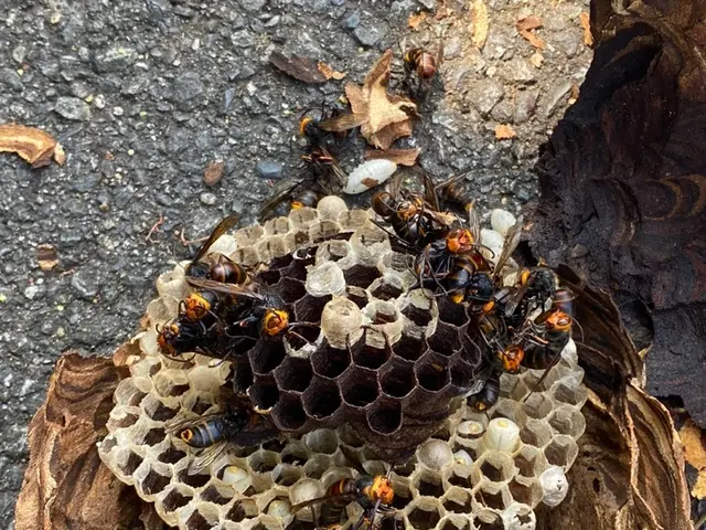 2025アシナガとスズメバチキャンペーン実施中！熟練の職人が対応します。サービスの画像