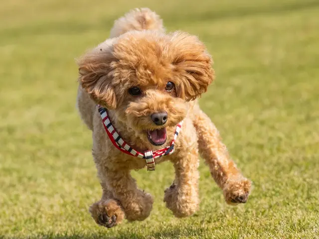 ペットの表情を完璧に捉える！お客様満足度抜群の自社スタッフによる専門撮影