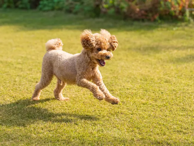 ペットの表情を完璧に捉える！お客様満足度抜群の自社スタッフによる専門撮影