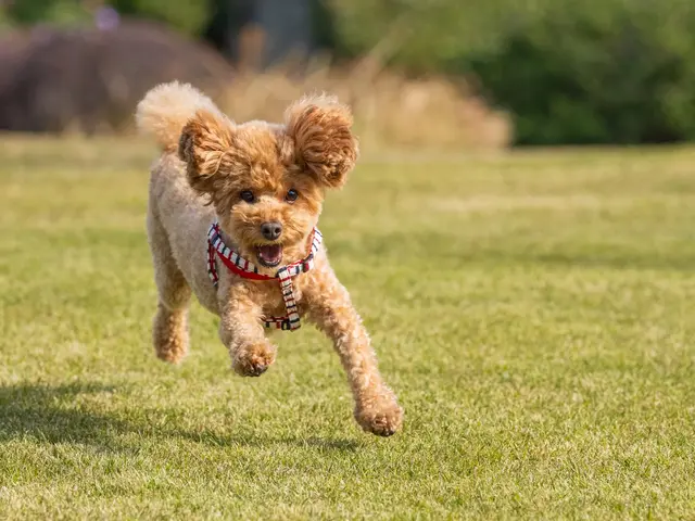 ペットの表情を完璧に捉える！お客様満足度抜群の自社スタッフによる専門撮影