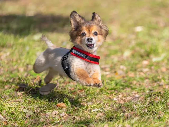 【出張撮影】自然な表情を逃さないプロカメラマン｜ご自宅・屋外対応
