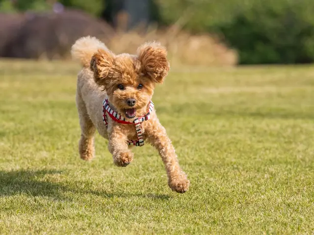ペットの表情を完璧に捉える！お客様満足度抜群の自社スタッフによる専門撮影