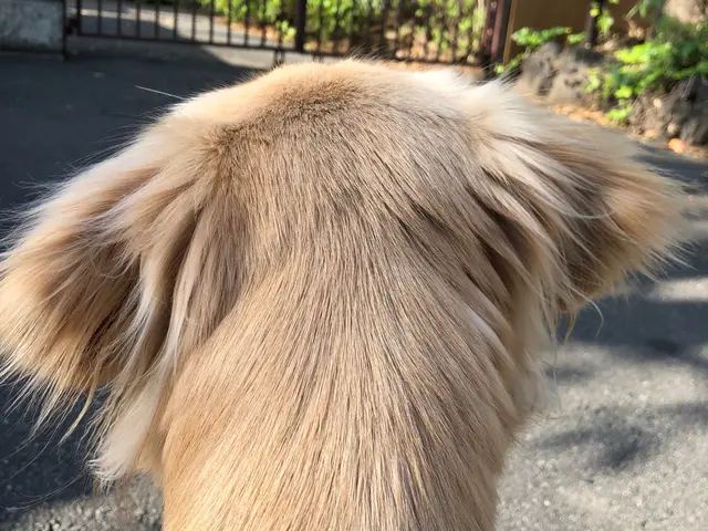 安心安全なサービスと信頼関係をお約束｜有資格者で知識と経験が豊富な女性シッターサービスの画像