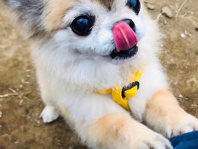 安心安全なサービスと信頼関係をお約束｜有資格者で知識と経験が豊富な女性シッターサービスの画像