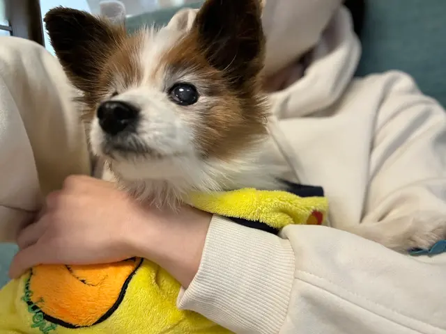 女性有資格者による安心の訪問ペットシッターサービスサービスの画像