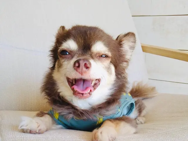 安心安全なサービスと信頼関係をお約束｜有資格者で知識と経験が豊富な女性シッターサービスの画像