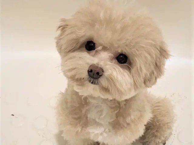 安心安全なサービスと信頼関係をお約束｜有資格者で知識と経験が豊富な女性シッターサービスの画像