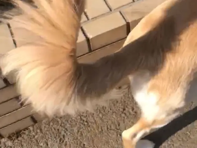 安心安全なサービスと信頼関係をお約束｜有資格者で知識と経験が豊富な女性シッターサービスの画像