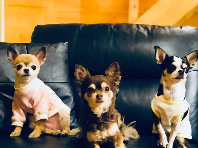 安心安全なサービスと信頼関係をお約束｜有資格者で知識と経験が豊富な女性シッターサービスの画像