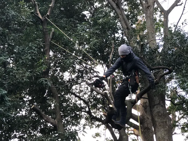 ☆業界歴23年☆ 庭木一本から高木、お隣への支障枝剪定などプロが綺麗に剪定管理！サービスの画像