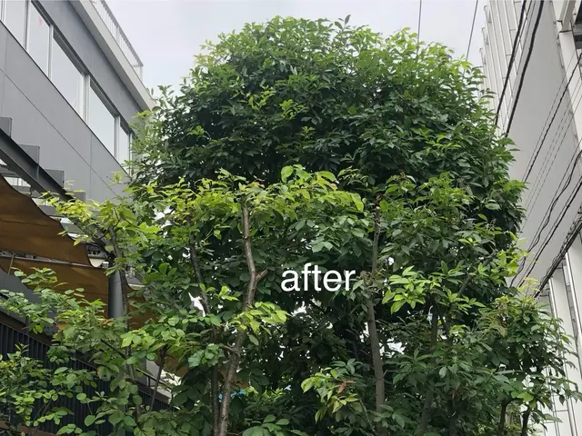 ☆業界歴23年☆ 庭木一本から高木、お隣への支障枝剪定などプロが綺麗に剪定管理！サービスの画像