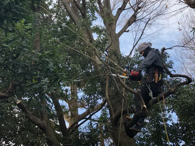 ☆業界歴23年☆ 庭木一本から高木、お隣への支障枝剪定などプロが綺麗に剪定管理！サービスの画像