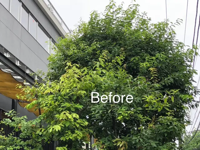 ☆業界歴23年☆ 庭木一本から高木、お隣への支障枝剪定などプロが綺麗に剪定管理！サービスの画像