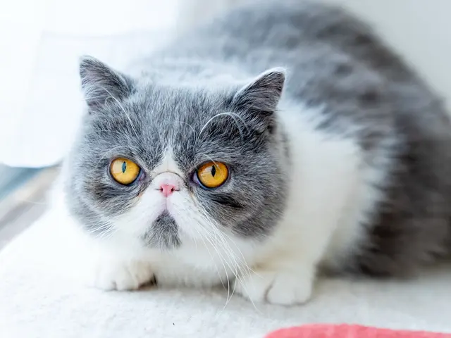 【期間限定価格！】うちの子が一番♡