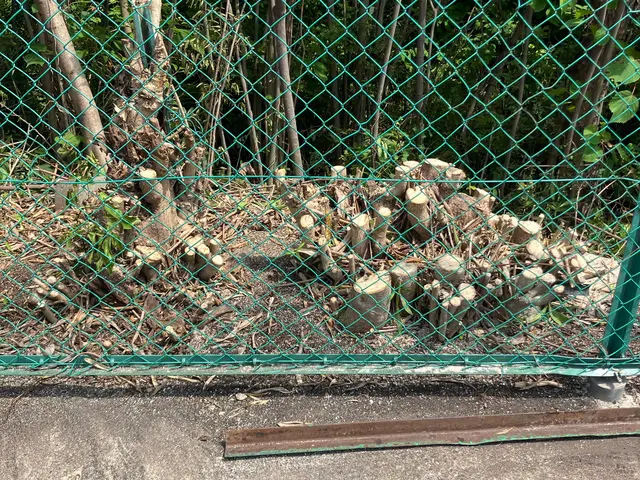 庭木の伐採・抜根をお任せくださいサービスの画像