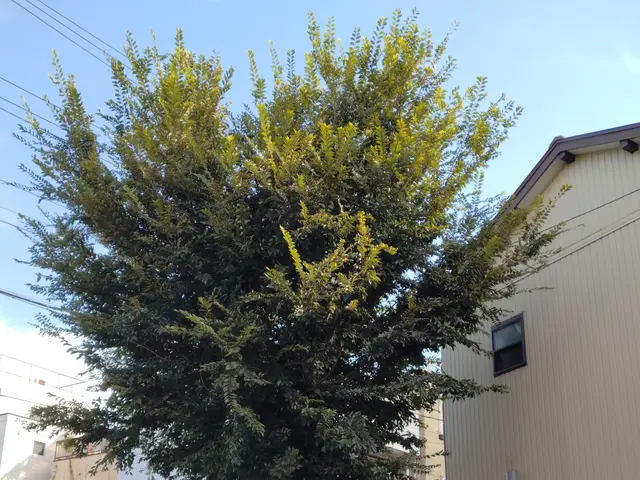 庭木の伐採・抜根をお任せくださいサービスの画像