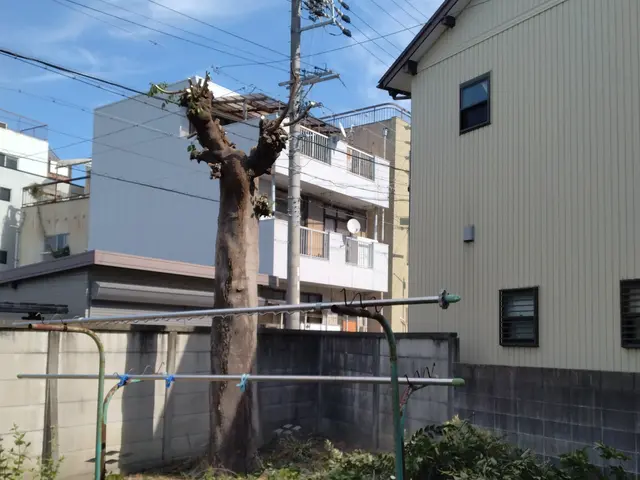 庭木の伐採・抜根をお任せくださいサービスの画像