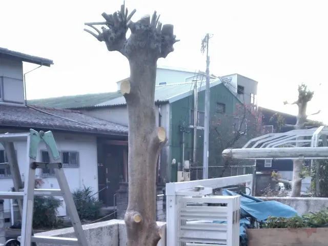 お庭をスッキリさせてみませんか？　防犯対策にもなります。お庭じまい等も！サービスの画像