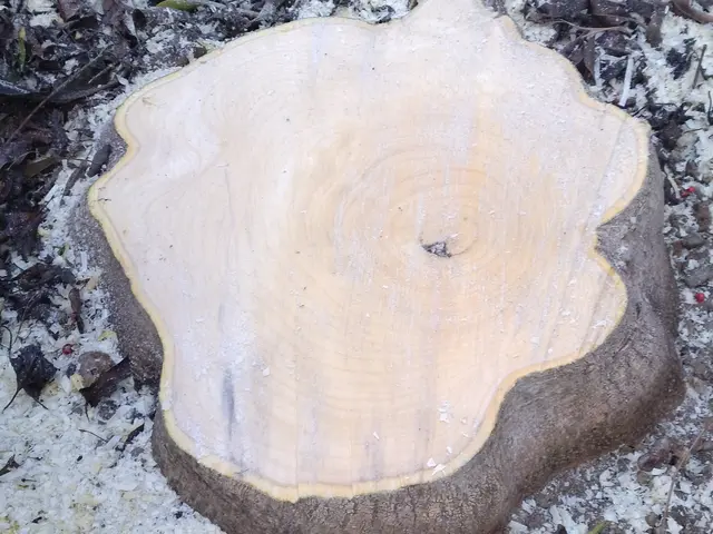 お庭をスッキリさせてみませんか？　防犯対策にもなります。お庭じまい等も！サービスの画像