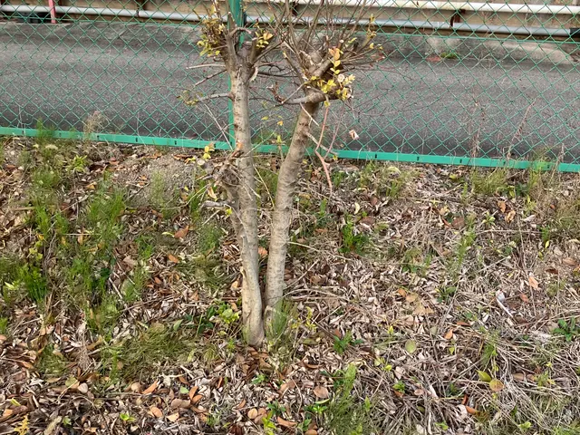 庭木の伐採・抜根をお任せくださいサービスの画像