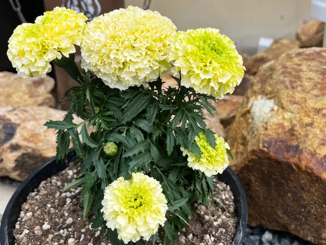 【群馬県の植木屋】豊富な経験を持つプロの庭師がご相談から作業まですべて行います！サービスの画像