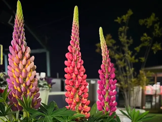 【群馬県の植木屋】豊富な経験を持つプロの庭師がご相談から作業まですべて行います！サービスの画像