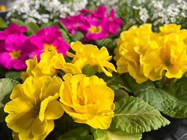 【群馬県の植木屋】豊富な経験を持つプロの庭師がご相談から作業まですべて行います！サービスの画像