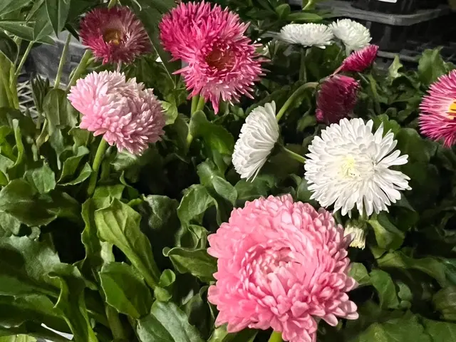 【群馬県の植木屋】豊富な経験を持つプロの庭師がご相談から作業まですべて行います！サービスの画像