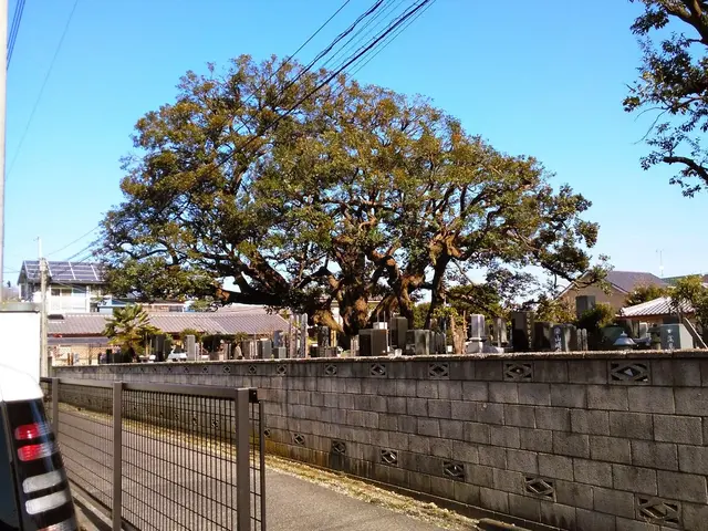 【年中無休】庭木の剪定、刈り込み作業。高くて届かない高木の部分剪定などサービスの画像