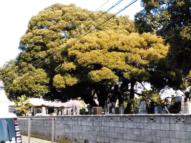 【年中無休】庭木の剪定、刈り込み作業。高くて届かない高木の部分剪定などサービスの画像