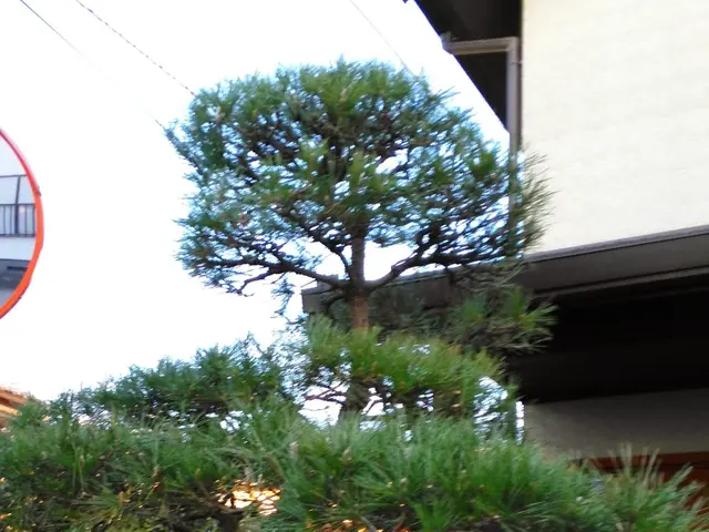 【年中無休】庭木の剪定、刈り込み作業。高くて届かない高木の部分剪定などサービスの画像