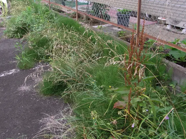 ★★11月中に除草をお申し込み頂ければ除草剤無料散布いたします★★サービスの画像