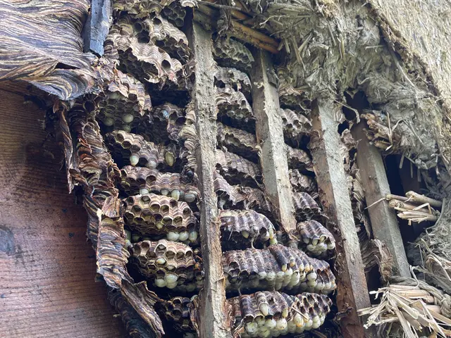 《即日対応》→お問い合わせ下さい！蜂駆除は安心の事前スピード見積りで！《即返信》サービスの画像