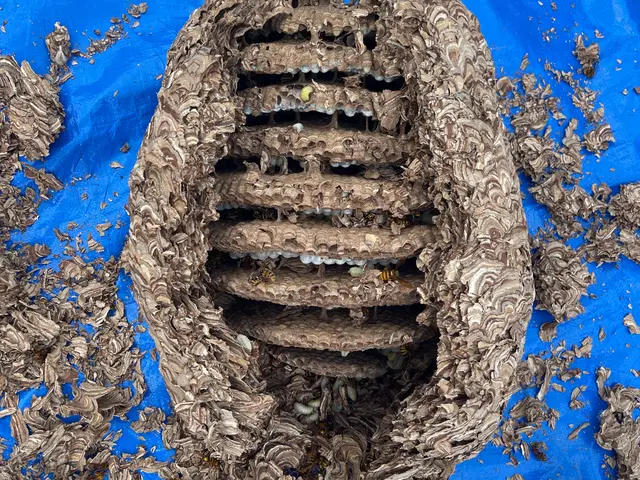 《即日対応》→お問い合わせ下さい！蜂駆除は安心の事前スピード見積りで！《即返信》サービスの画像