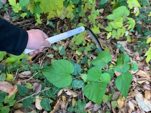 草むしりなら専門性高い当店へ！1万件以上の実績！草むしりの事ならお任せください！サービスの画像