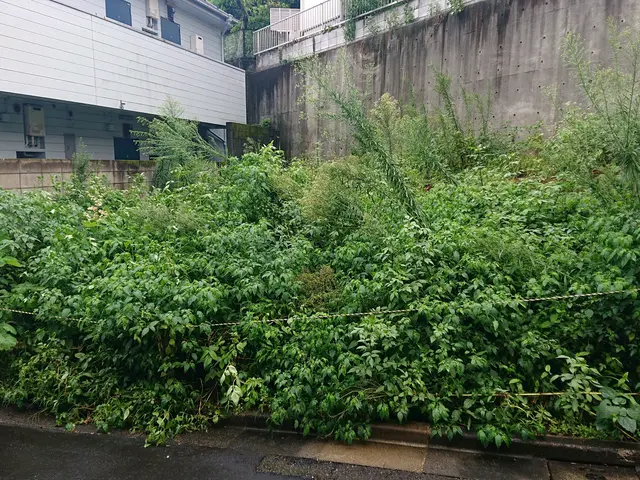 雑草が伸びてお困りの方はこちらから！機械での草刈です。サービスの画像