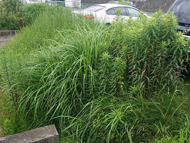 雑草が伸びてお困りの方はこちらから！機械での草刈です。サービスの画像