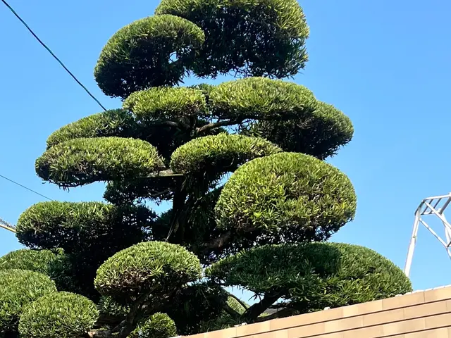 個人庭を中心に 実務40年の国家 一級造園施工管理士ですサービスの画像