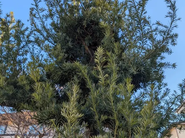 庭木の剪定、草刈り、伐採は【（株）大塚テクニカルサービス】にお任せください！サービスの画像