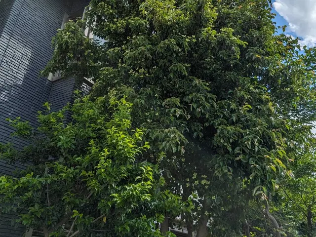 庭木の剪定、草刈り、伐採は【（株）大塚テクニカルサービス】にお任せください！サービスの画像