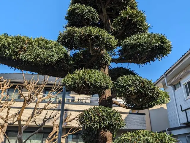 庭木の剪定、草刈り、伐採は【（株）大塚テクニカルサービス】にお任せください！サービスの画像